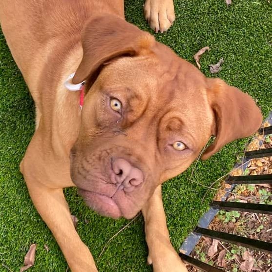 Butterball Dog Ranch Rescue