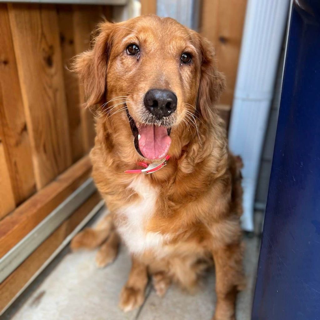 Backpack Dog Ranch Rescue