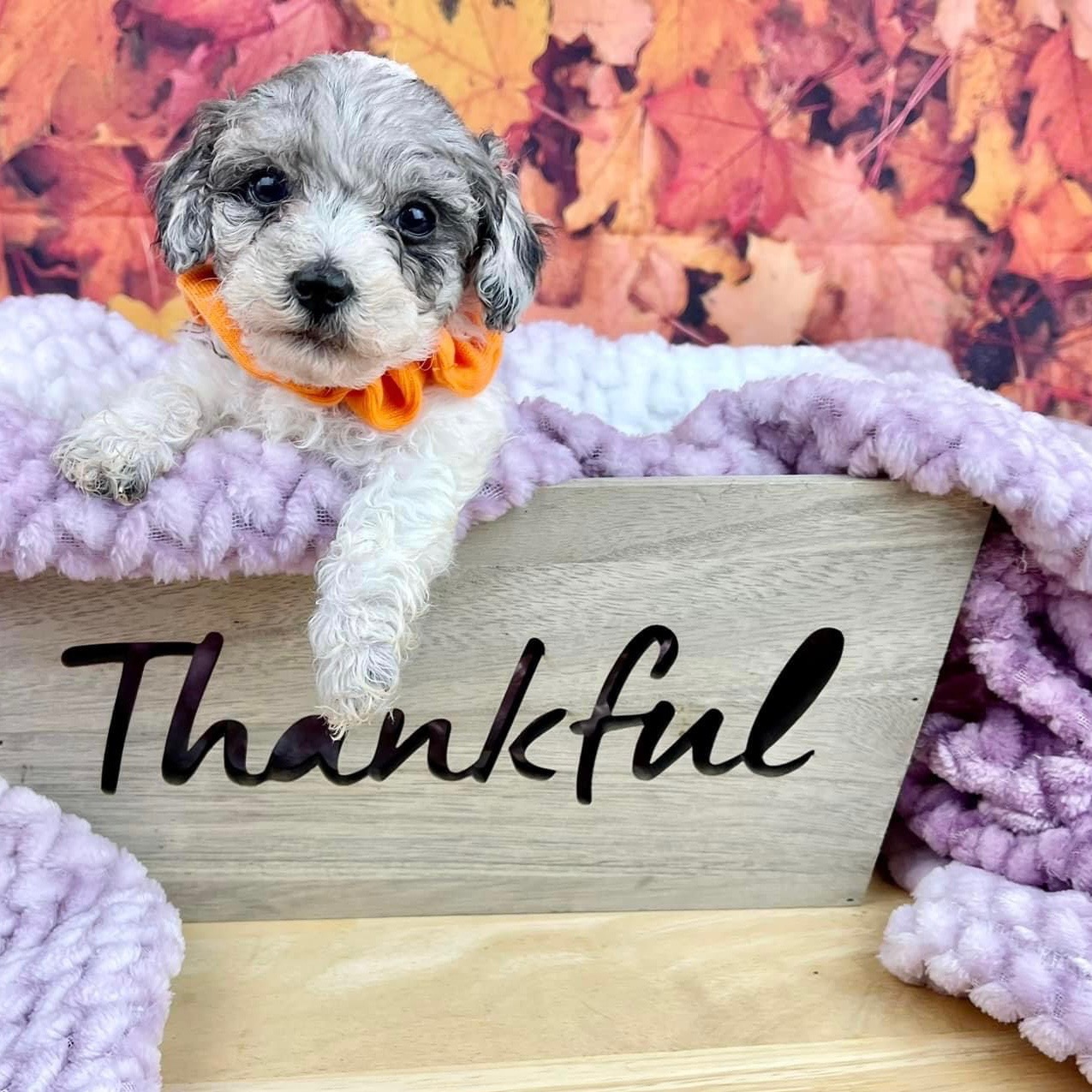 Blenheim Dog Ranch Rescue