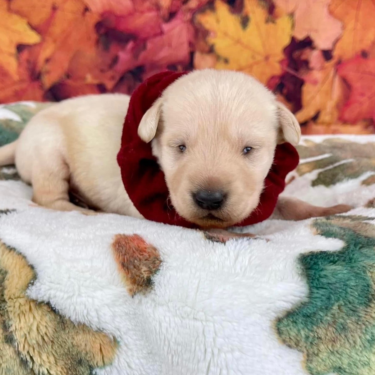 Chives Dog Ranch Rescue