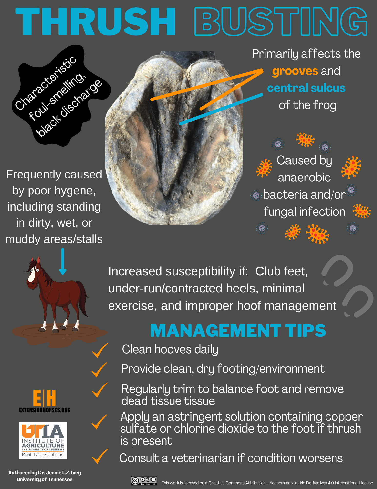 Thrush Busting Extension Horses