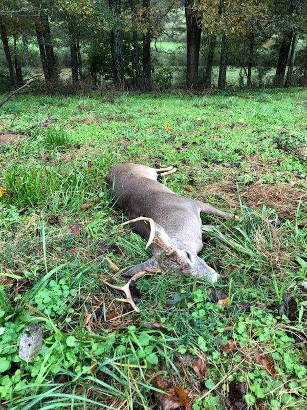 Fall Deer Food Plots for Every Budget