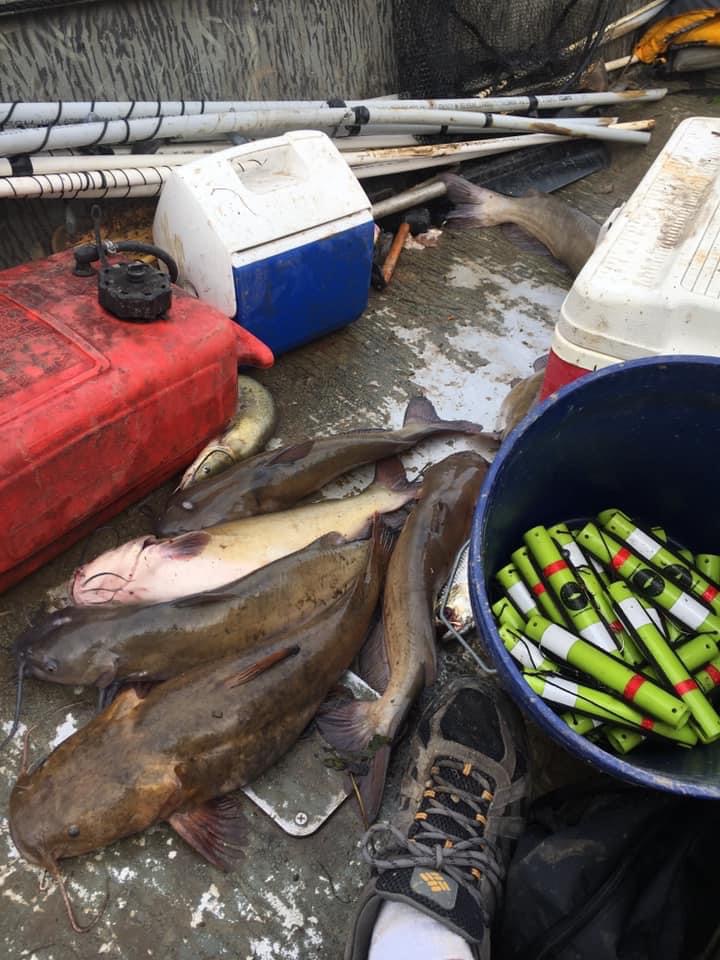 Limb Line Fishing For Catfish at Ralph Martin blog