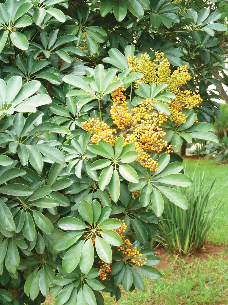 Plants for the NonPros SunStar
