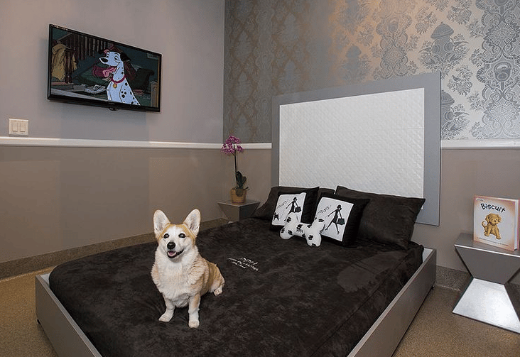 Pet Boarding Resorts In America Traveling Today Magazine