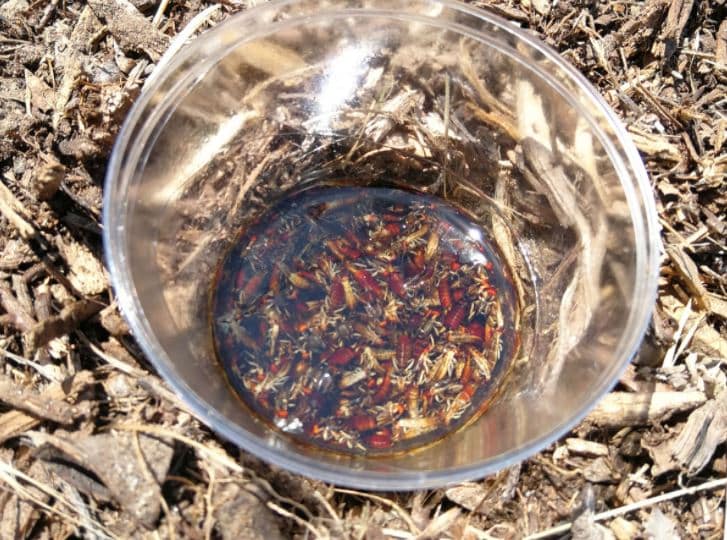 Best Ways to Get Rid of Earwigs