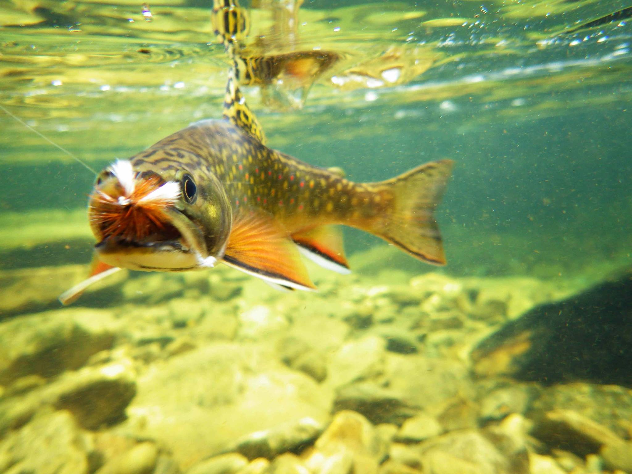 Kaleidoscope the Series Domtar Fish Nursery Visit PA Great Outdoors