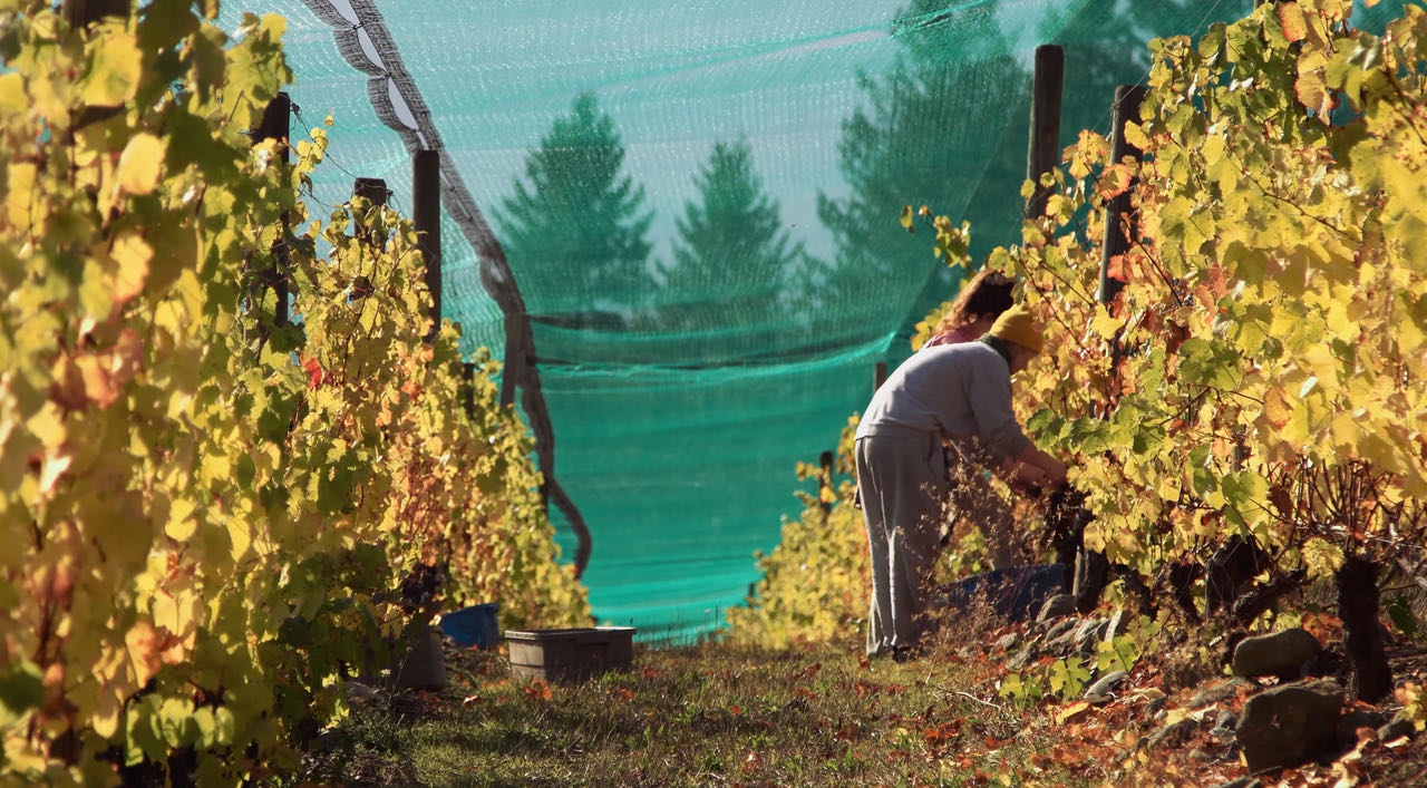 [UPDATED 2020] Best Cowichan Valley Wineries on Vancouver Island 2024