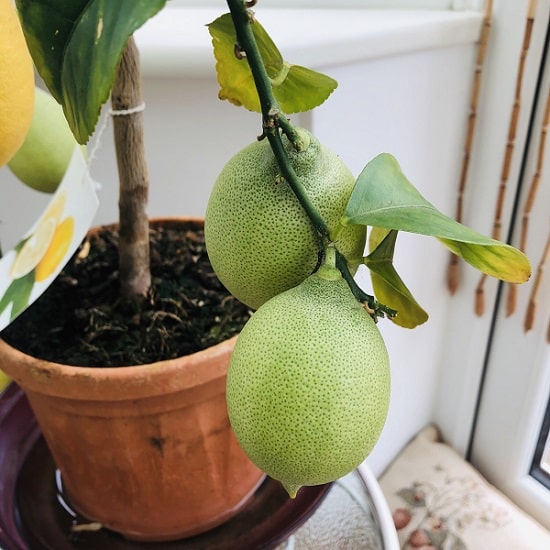 Indoor Fruit Trees For Your Home GreenRipeGarden
