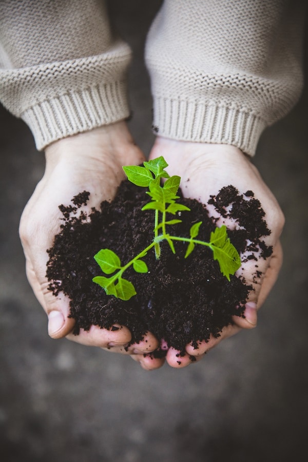 How To Rescue A Drowning Plant GreenRipeGarden