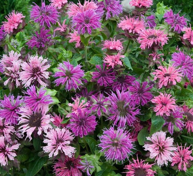 8 Plants You Should Dead Head Every Week House Life Today