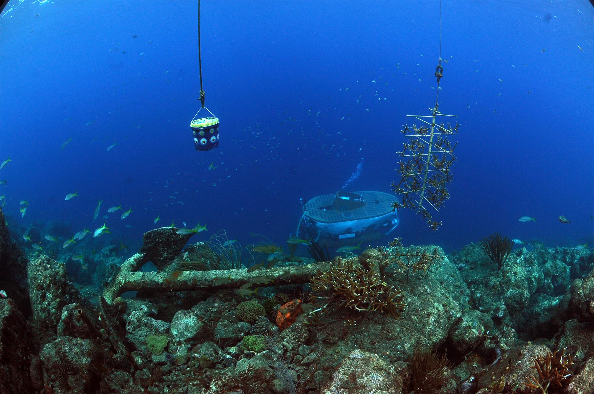 Research Curaçao Sea Aquarium