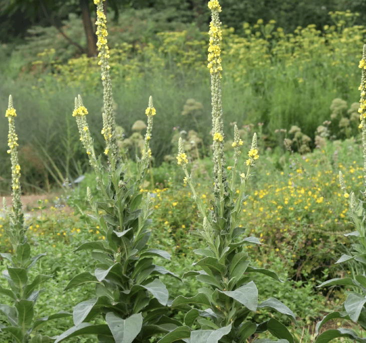 Best Cover Plants To Add In The Fall OutsideResource