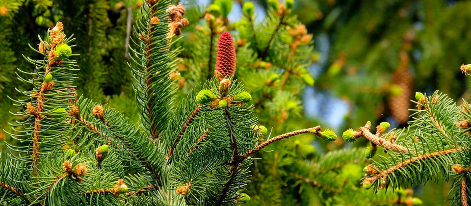 Planting a Live Christmas Tree - 16 Acres Garden Center