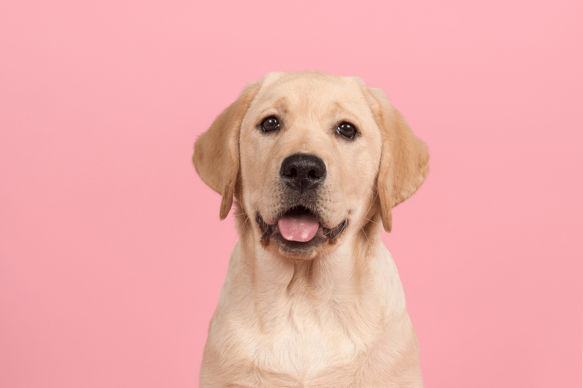 Are Labrador Hypoallergenic