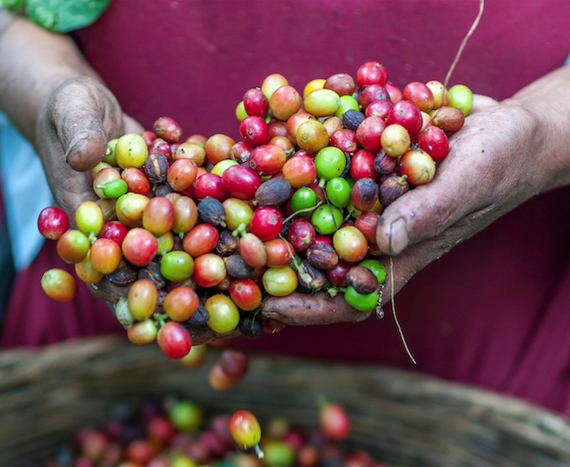 Coffee Farmers Missing Out On 270 Million a Year Restaurant & Café