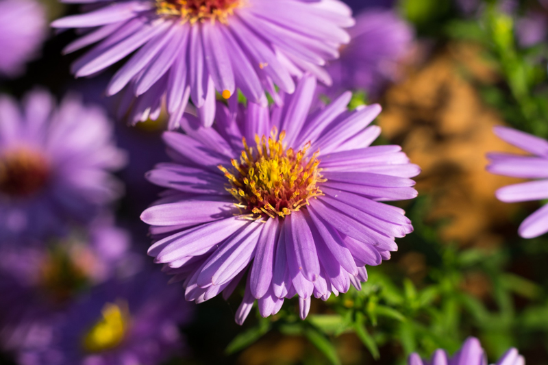 Perennial of the Month Aster BruMar Gardens