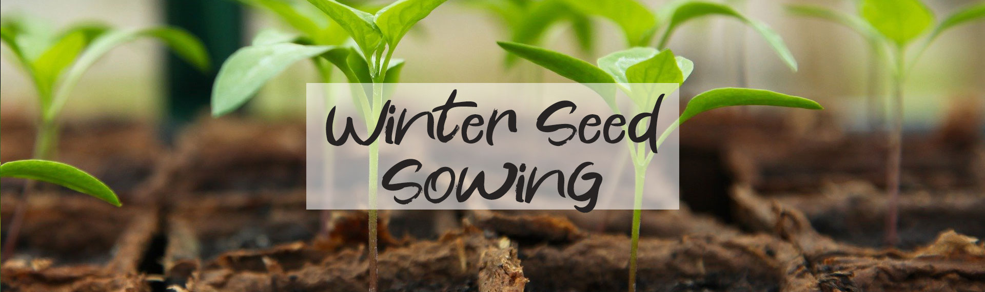 to BruMar Gardens BruMar Gardens