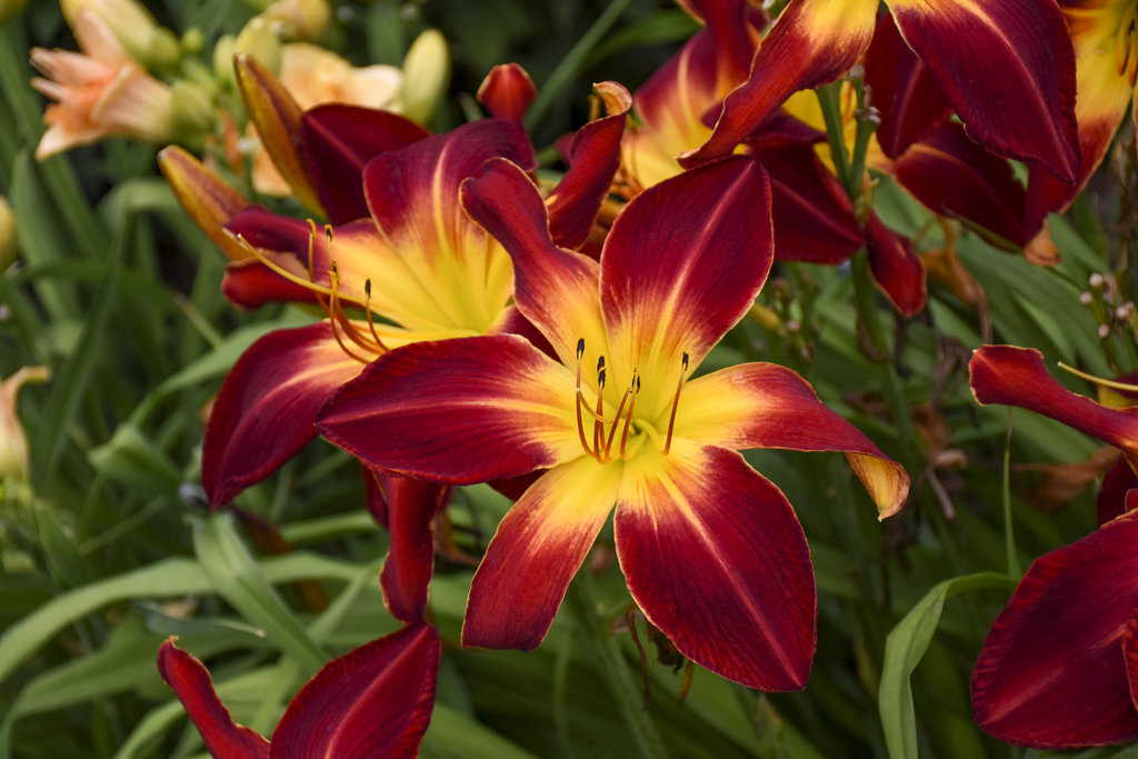 Daylily Care Sylvan Nursery