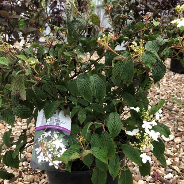 Viburnum Summer Snowflake Bergman Nurseries