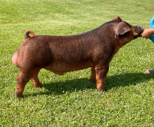 Rattle the Cage Thompson Brothers