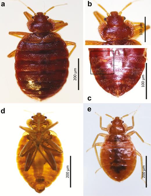‘Bed bugs’ reappear in Costa Rica after 20 years Q COSTA RICA