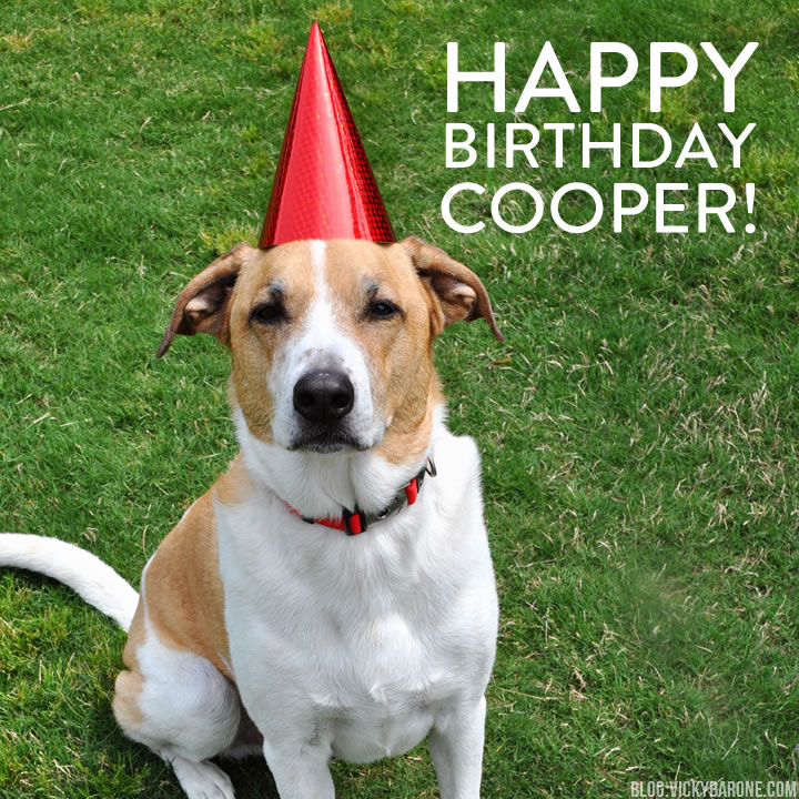 Happy Birthday, Cooper Dog! Vicky Barone