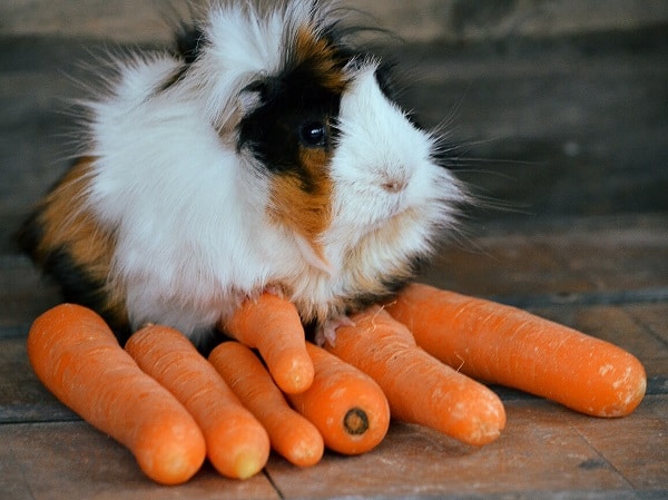 Exotic Pets You Can Own Legally Puppies and Pooches