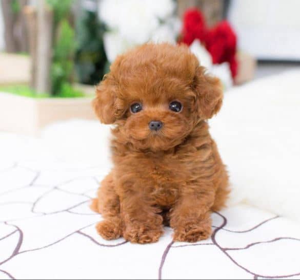 5 Dog Breeds You Can Hold in Your Hand Puppies and Pooches