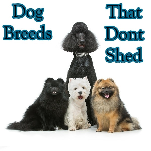 Dog Breeds That Do Not Shed Puppies and Pooches