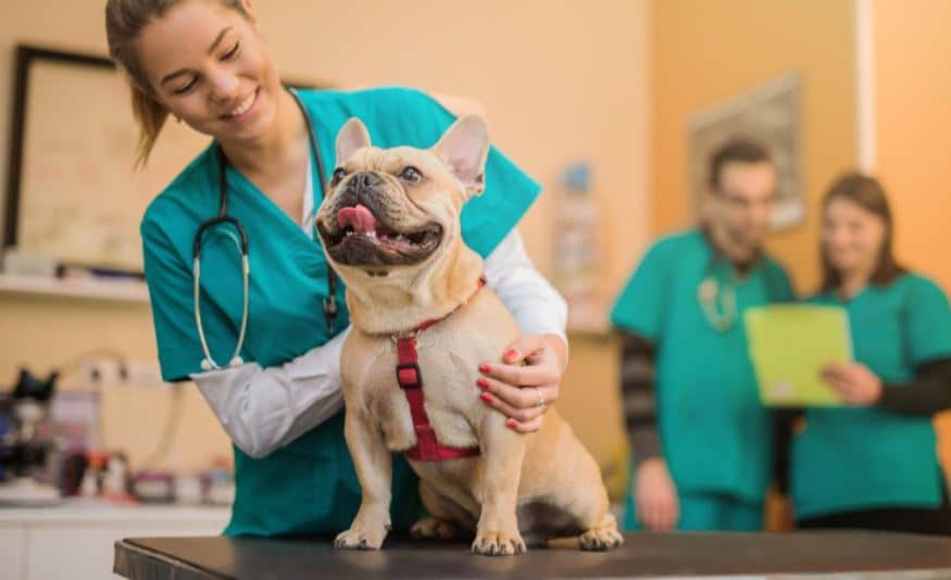 5 Best Jobs For Animal Lovers Puppies and Pooches