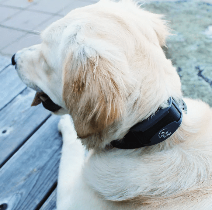 Top ECollars For Your Dog Puppies and Pooches