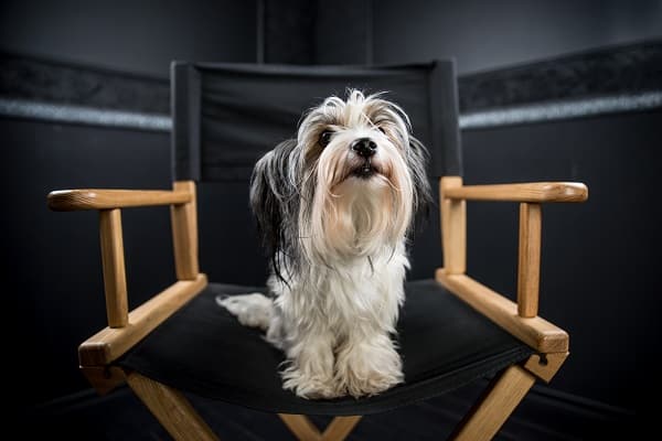 The Best Dog Breeds For Apartments Puppies and Pooches