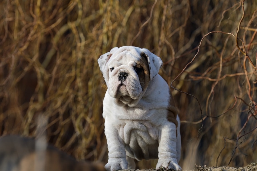 Most Difficult Dog Breeds To Train Puppies and Pooches