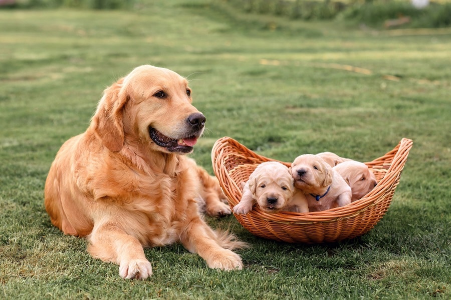 The Most Friendly & Social Dog Breeds Puppies and Pooches