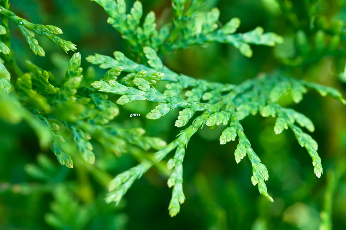 Cedar Leaf Essential Oil Get Natural Essential Oils