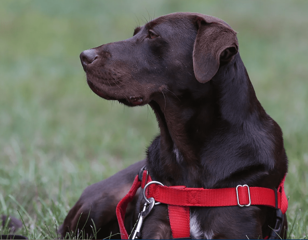 Application Process Operation Delta Dogs Contact Us to Learn More