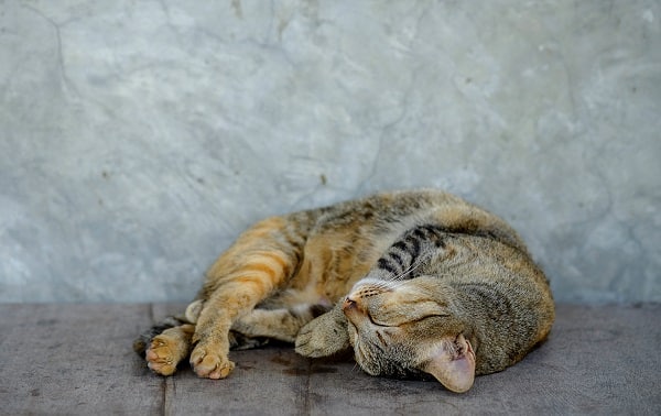 Cat And Dog Sleeping Positions And What They Mean