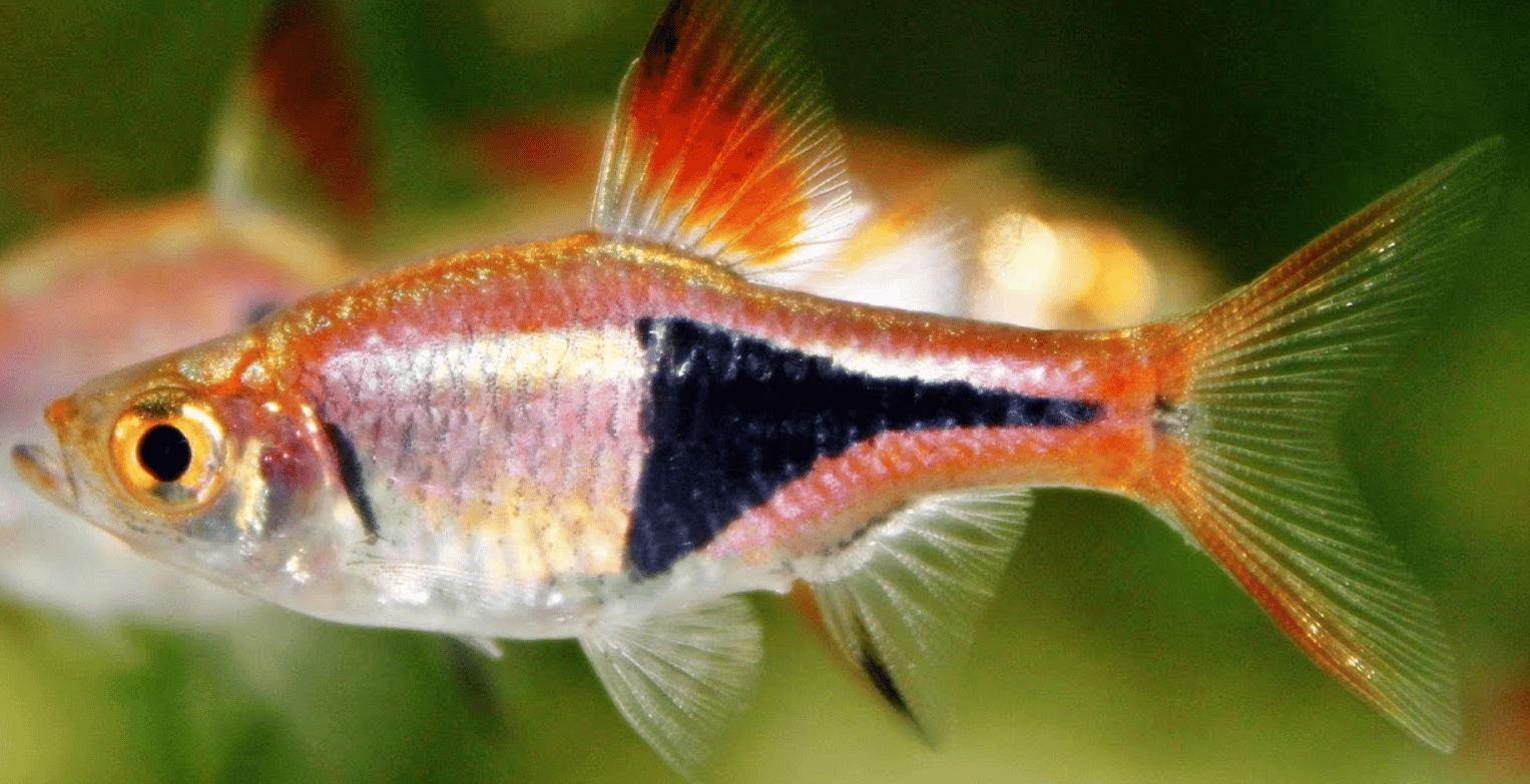 8 Cool Fish You Can Keep As Pets