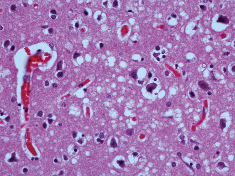 Rare Dog Diseases Awareness and Prevention Strategies