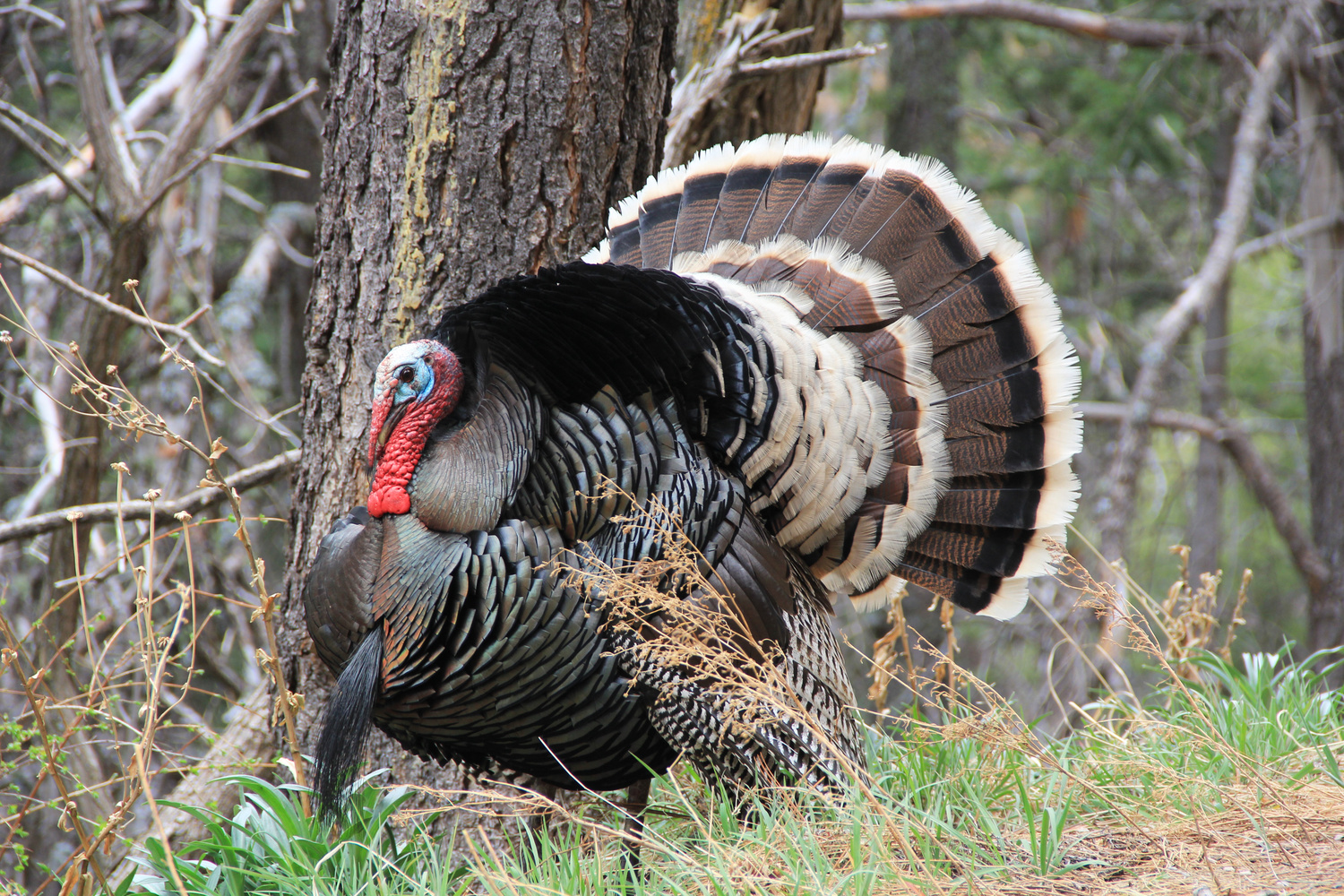Get Ready For The Turkey Hunting Season