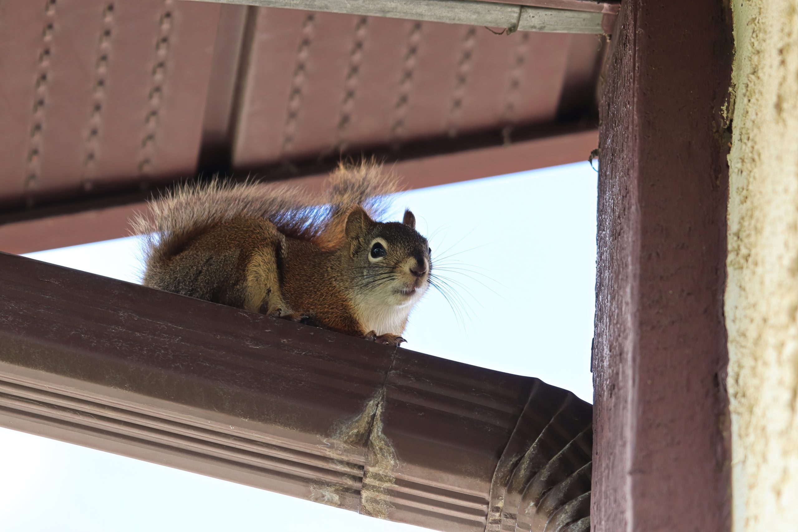 What’s That Noise In My Attic? Squirrel Removal Baltimore Country