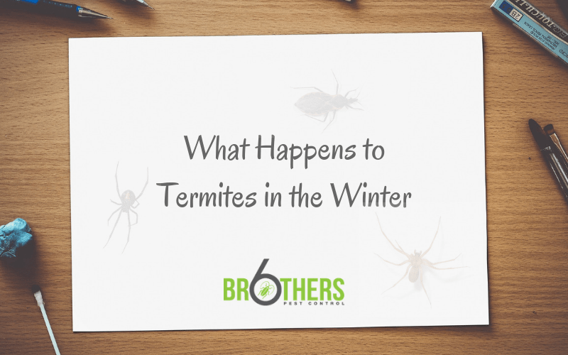 What Happens to Termites in the Winter? Six Brothers Pest Control