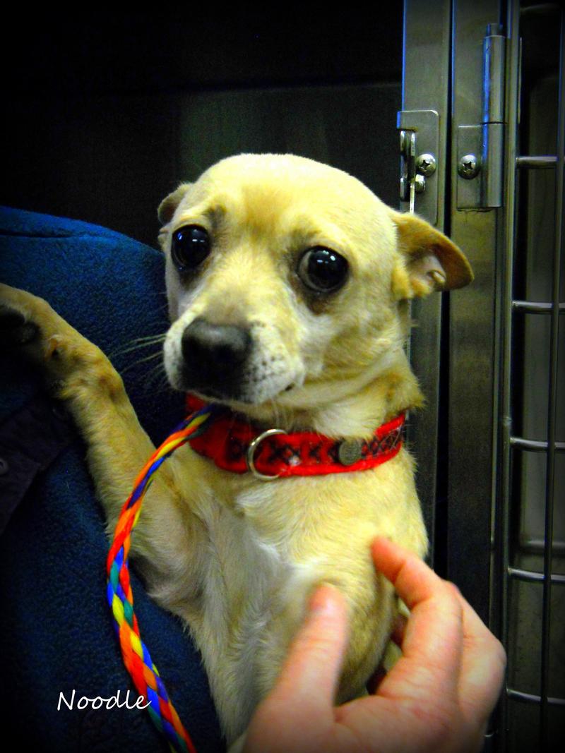 Mitchell County Animal Rescue, Inc Sponsor a Pet Grant Report