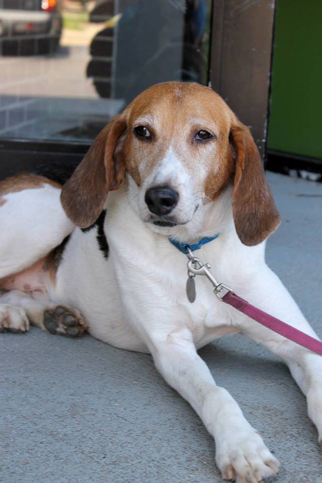 Three Sisters Pet Rescue/Ohio Hound Rescue Emergency Medical Grant Report Petfinder Foundation