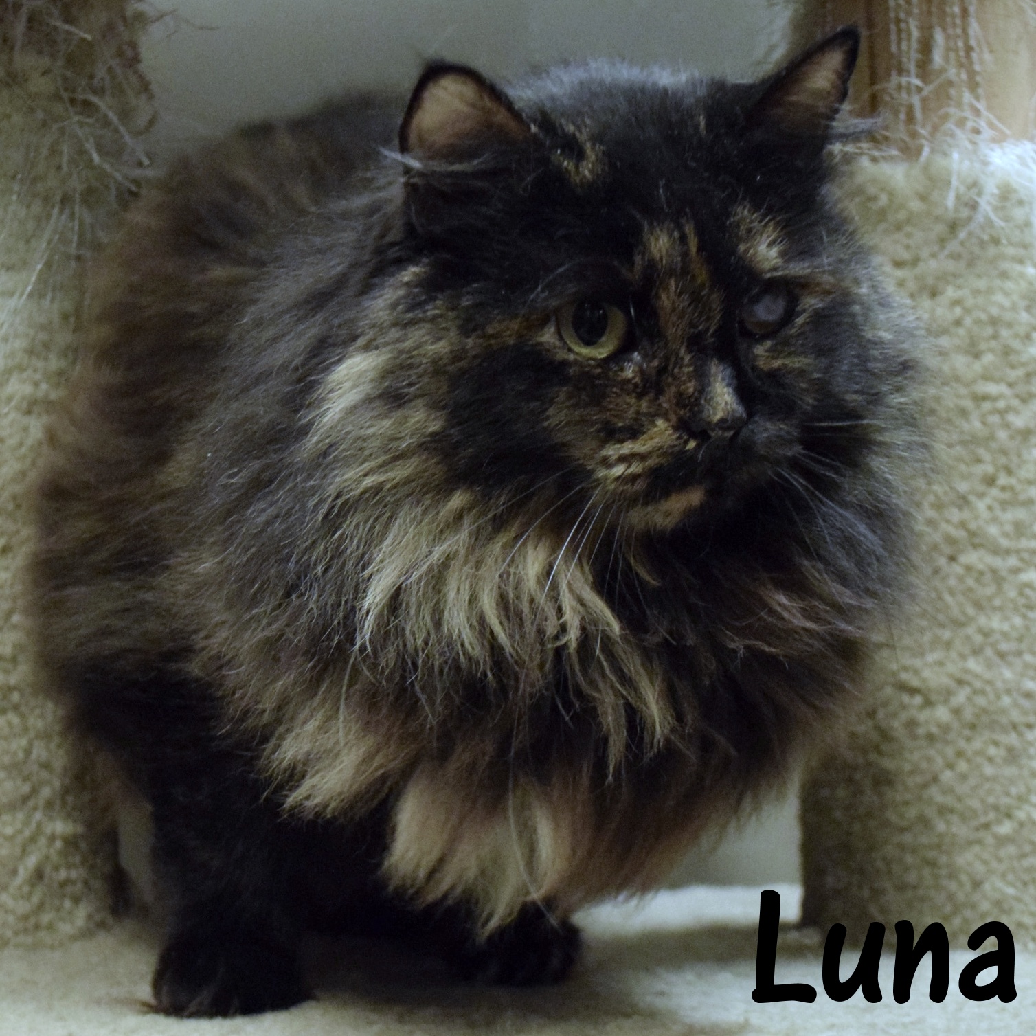 Happy Home Animal Sanctuary Sponsor a Pet Grant Report Petfinder Foundation