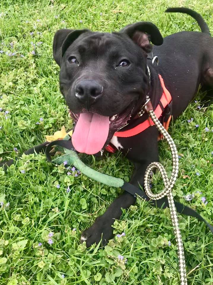 Aurora Animal Care & Control Sponsor a Pet Grant Report Petfinder