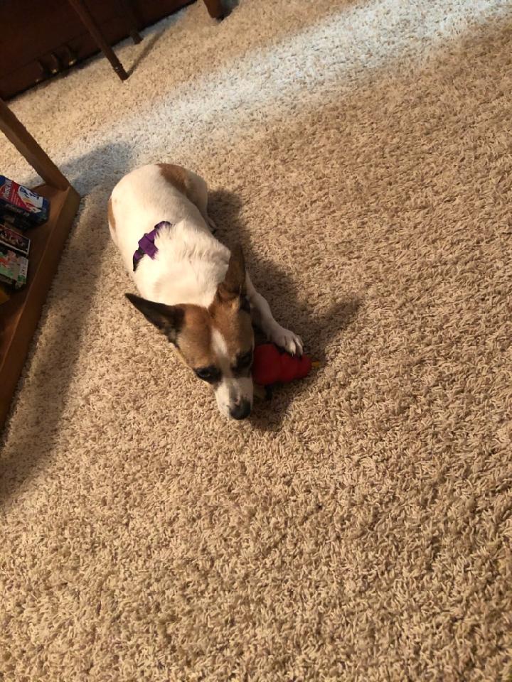 Best Friends Forever Rescue KONG Toys Grant Report Petfinder Foundation