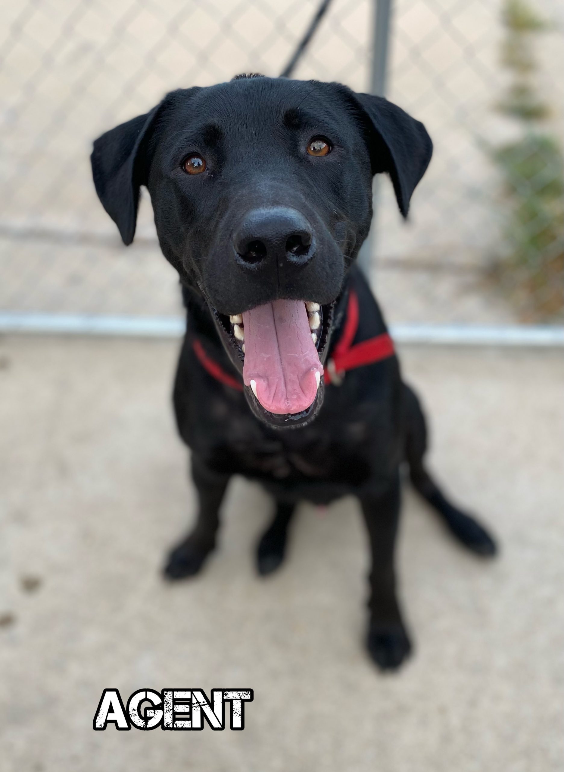 Oklahoma Pet Collective Society Emergency Medical Grant Report