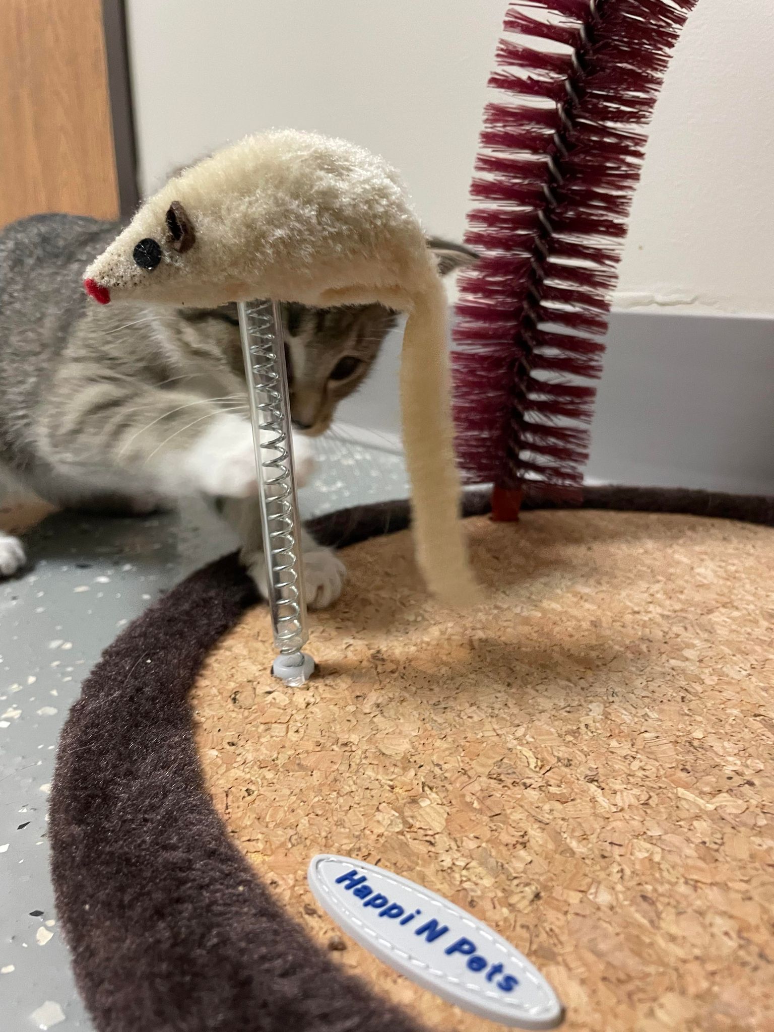 A ReJoyceful Animal Rescue Cat Enrichment Grant Report Petfinder